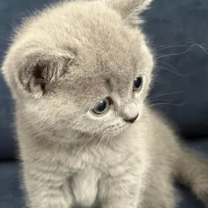 British Shorthair Kittens - Image 7