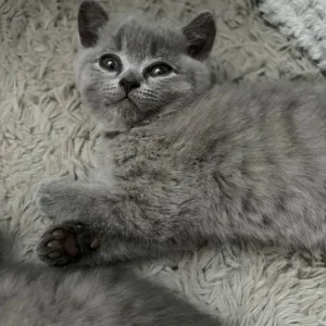 British Shorthair Kittens - Image 8
