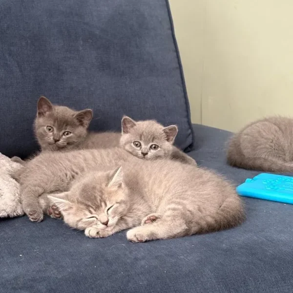 British Shorthair Kittens
