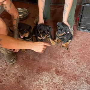 3 female Rottweiler pups - Image 2