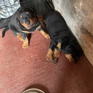 3 female Rottweiler pups - Image 3