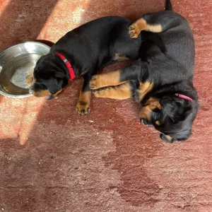 3 female Rottweiler pups - Image 4