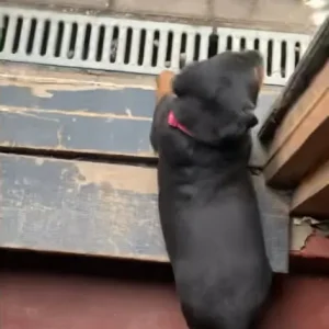 3 female Rottweiler pups - Image 5