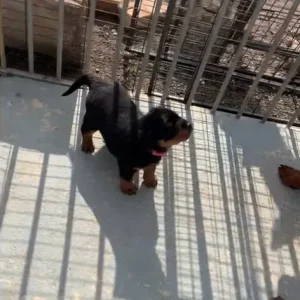 3 female Rottweiler pups - Image 6