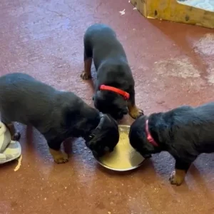 3 female Rottweiler pups - Image 7