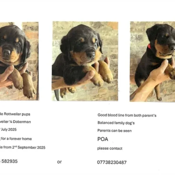 3 female Rottweiler pups