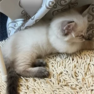 Five kittens – two boys, three girls - Image 2