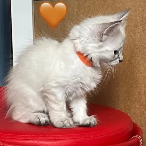 Five kittens – two boys, three girls - Image 3