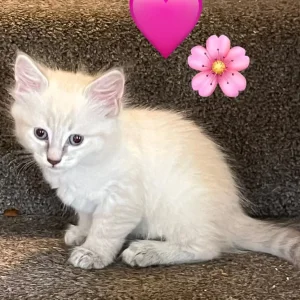 Five kittens – two boys, three girls - Image 4