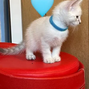 Five kittens – two boys, three girls - Image 5