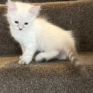 Five kittens – two boys, three girls - Image 6