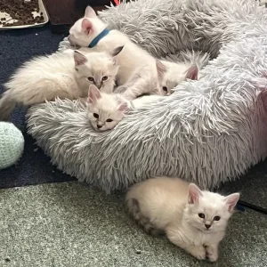 Five kittens – two boys, three girls - Image 7