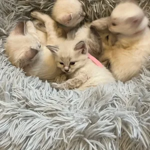 Five kittens – two boys, three girls - Image 8