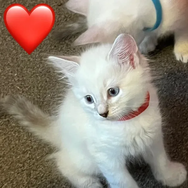 Five kittens – two boys, three girls