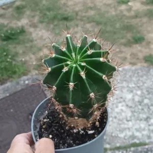 Cactus good size plant - Image 2