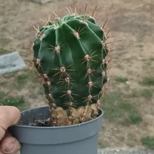 Cactus good size plant - Image 3