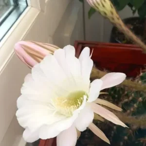 Cactus good size plant - Image 4