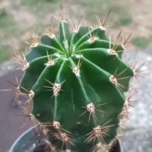 Cactus good size plant