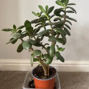 Succulent house plant