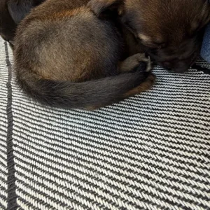 8 German Shepherd cross Bulldog puppies, born June 24 - Image 2