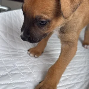 8 German Shepherd cross Bulldog puppies, born June 24 - Image 3