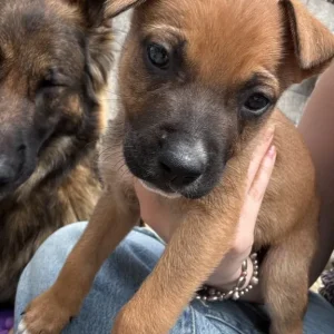 8 German Shepherd cross Bulldog puppies, born June 24 - Image 5