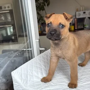 8 German Shepherd cross Bulldog puppies, born June 24 - Image 6