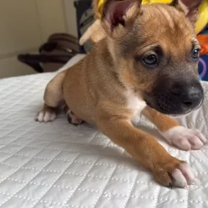 8 German Shepherd cross Bulldog puppies, born June 24 - Image 8