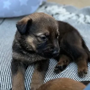 8 German Shepherd cross Bulldog puppies, born June 24