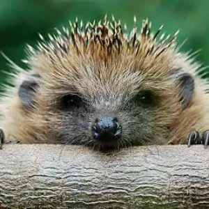 Wildlife Surveying Opportunities in the Countryside