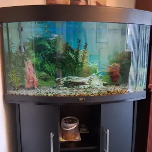 Bow front fish tank - Image 4
