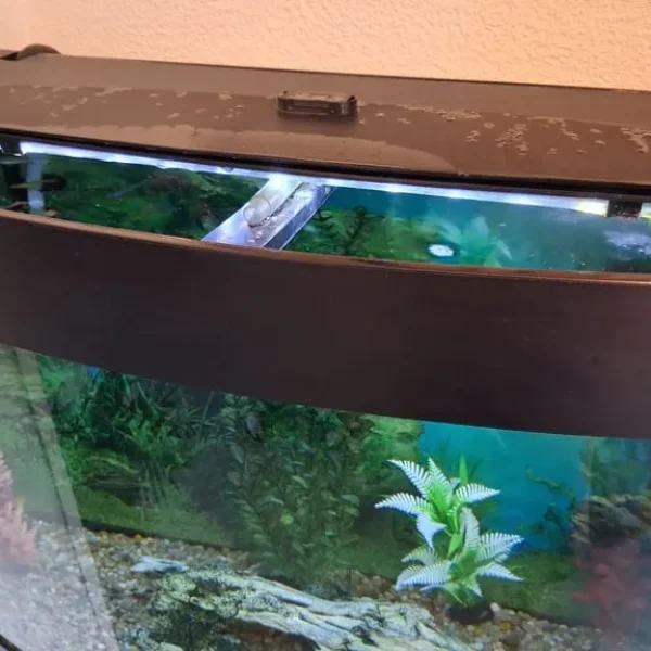 Bow front fish tank