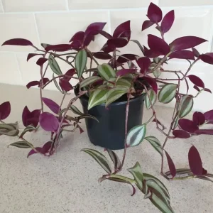 Tradescantia trailing house plant - Image 2