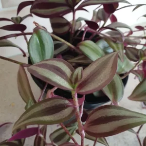 Tradescantia trailing house plant - Image 3
