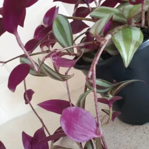 Tradescantia trailing house plant - Image 4