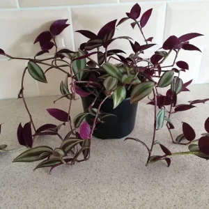 Tradescantia trailing house plant