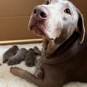 KC registered Silver Labrador puppies - Image 2