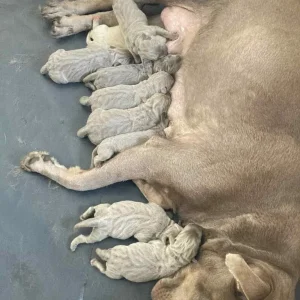 KC registered Silver Labrador puppies - Image 3