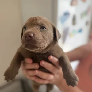 KC registered Silver Labrador puppies - Image 4