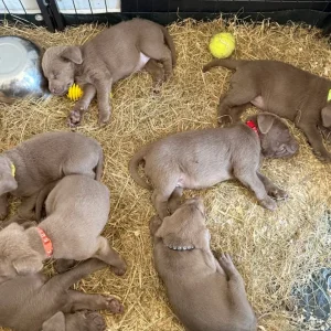 KC registered Silver Labrador puppies - Image 5