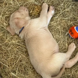 KC registered Silver Labrador puppies - Image 6