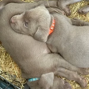 KC registered Silver Labrador puppies - Image 7