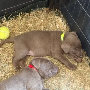 KC registered Silver Labrador puppies - Image 8