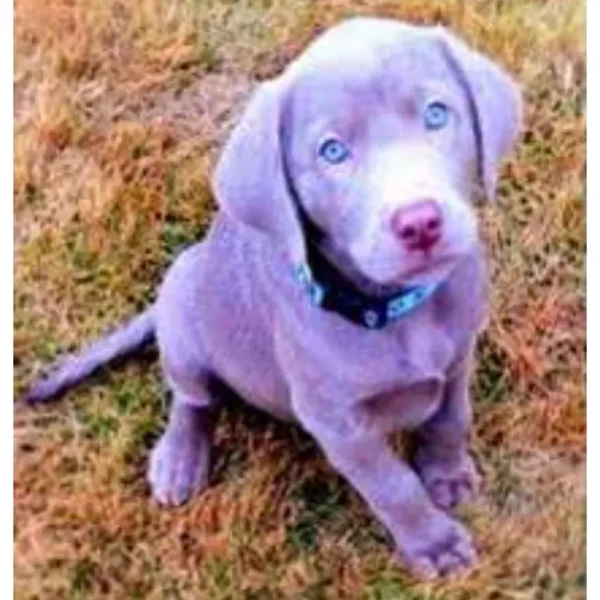 KC registered Silver Labrador puppies