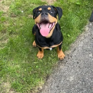 5-month-old Rotwiller English Bulldog Cross