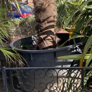 15ft Trachycarpus Fortunei Palm in 700Litre Pot - Image 3