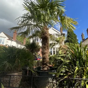 15ft Trachycarpus Fortunei Palm in 700Litre Pot - Image 6
