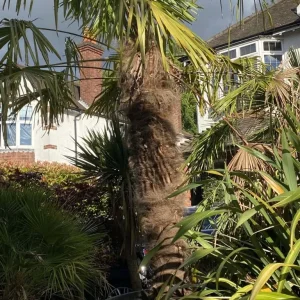 15ft Trachycarpus Fortunei Palm in 700Litre Pot - Image 7