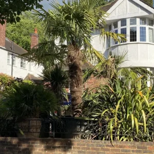 15ft Trachycarpus Fortunei Palm in 700Litre Pot - Image 8