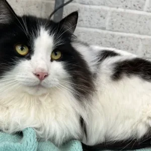 Siberian cats, pedigree registered, looking for new homes - Image 2